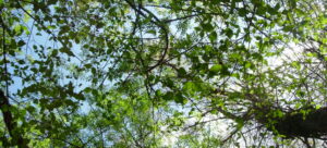 Le Dit de l’Arbre